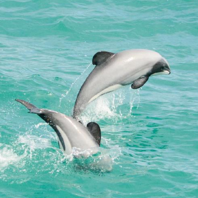 Nature, animal, and wild life journeys and activities with Chuffed Gifts